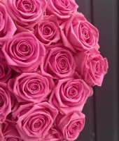 Rose Aqua 50 cm
