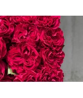 Троянди Еквадор FloRoom