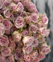 Bush rose Leila 50 cm