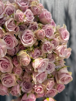 Bush rose Leila 50 cm