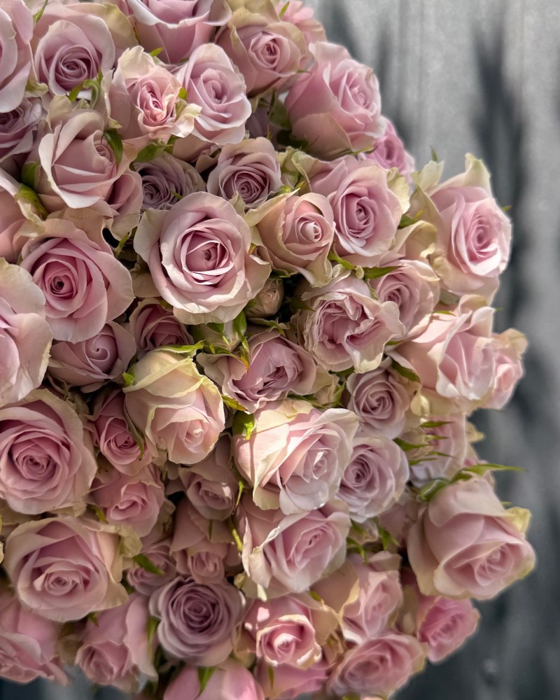Bush rose Leila 50 cm Floroom