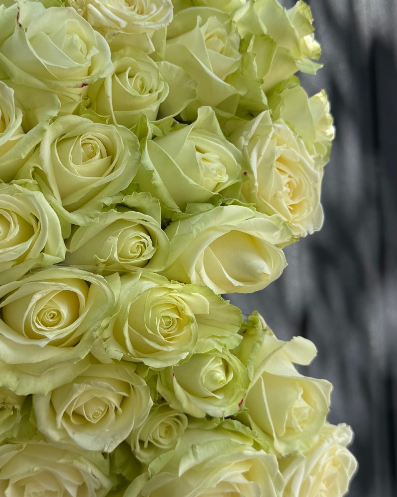 White rose "Avalanche" 50 cm Floroom