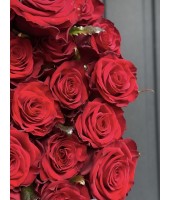Red rose Preston cm