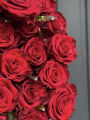 Red rose Preston cm
