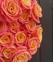 Rose "Miss Piggy" 50 cm